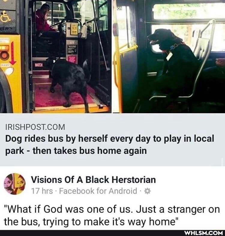Dog rides bus by herself every day to play in local park - then takes bus home again
Visions Of A Black Herstorian
17 hrs Fac ) yr Android
"What if God was one of us. Just a stranger on the bus, trying to make it's way home"