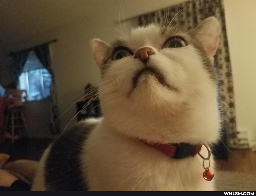 funny, cat, aww