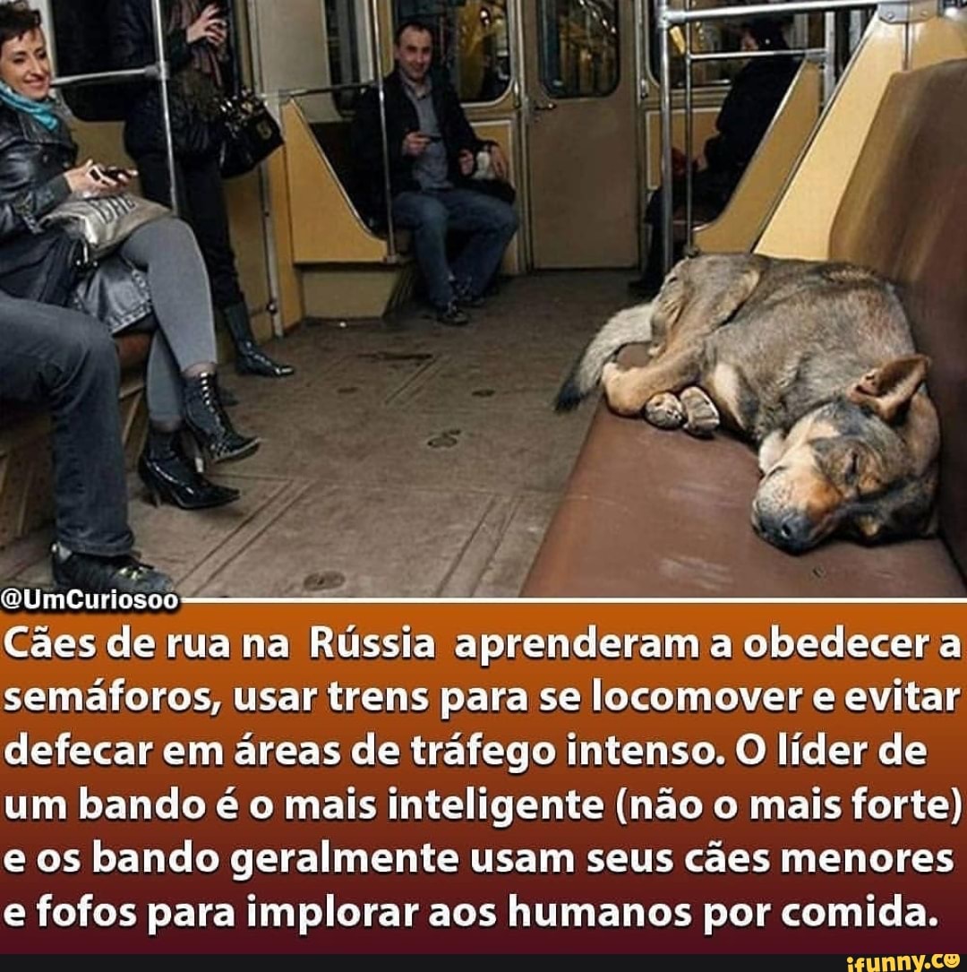MUmCuriosoo
Cães de rua na Rússia aprenderam a obedecer a semáforos, usar trens para se locomover e evitar defecar em áreas de tráfego intenso. O líder de um bando é o mais inteligente (não o mais forte) e os bando geralmente usam seus cães menores e fofos para implorar aos humanos por comida.