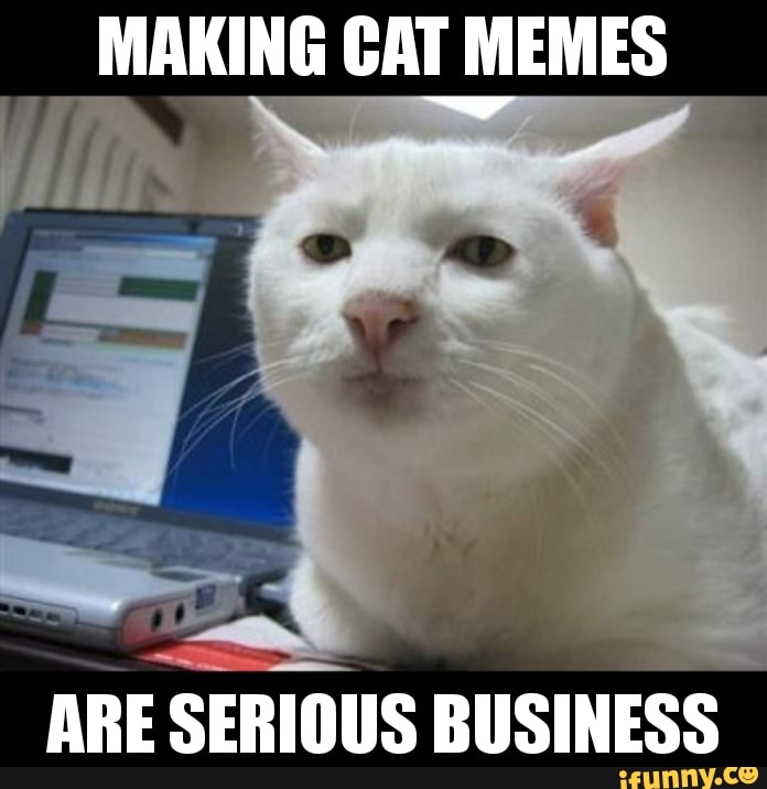 serious cat meme