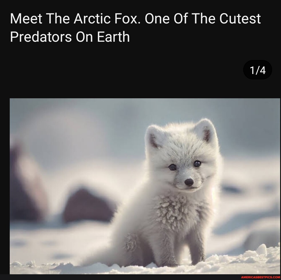 Meet The Arctic Fox. One Of The Cutest Predators On Earth America’s