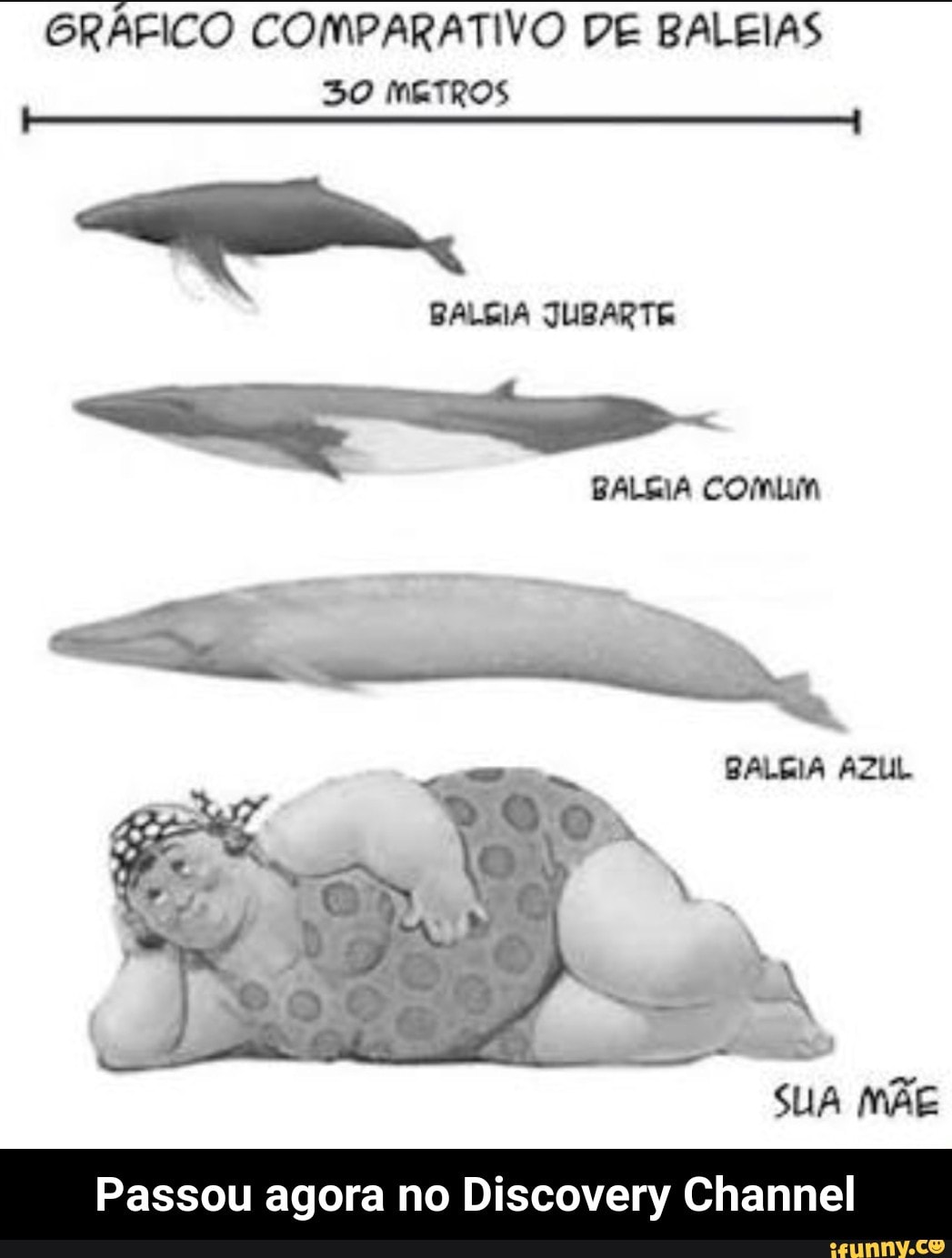 GRÁFICO COMPARATIVO DE BALEIAS
50 METROS
BALGIA JUBARTE
Passou agora no Discovery Channel - Passou agora no Discovery Channel