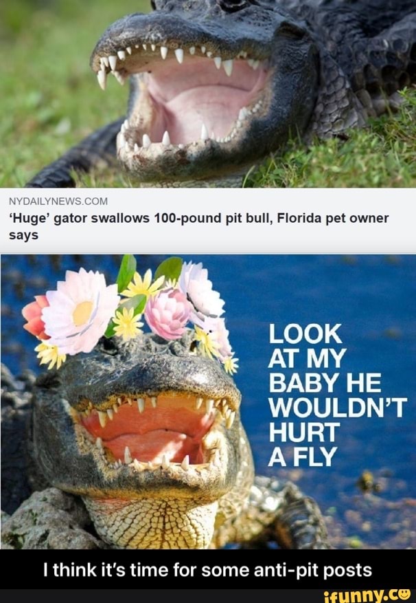 COM
'Huge' gator swallows 100-pound pit bull, Florida pet owner says
LOOK
BABY HIE
WOULDN'T
HURT
AT MY
think it's time for some anti-pit posts - I think it’s time for some anti-pit posts