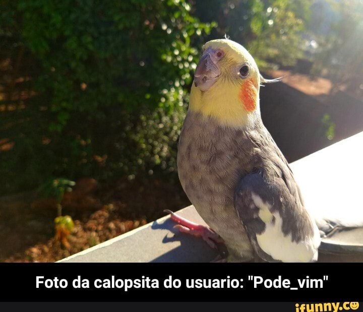 Foto da calopsita do usuario: "Pode vim" - Foto da calopsita do usuario: "Pode_vim"
