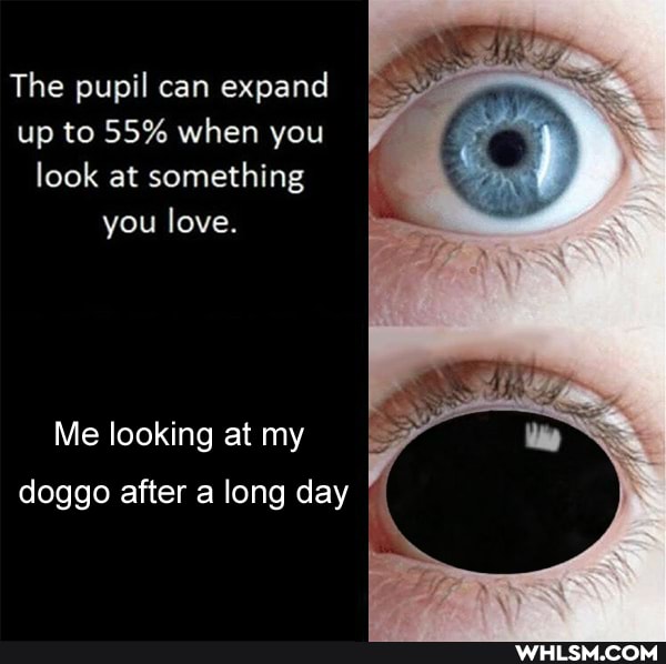 The pupil can expand up to 55% when you look at something you love.
Me looking at my doggo after along day