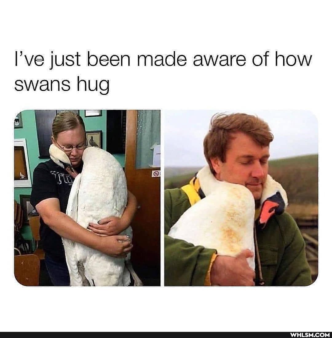 I've just been made aware of how swans hug