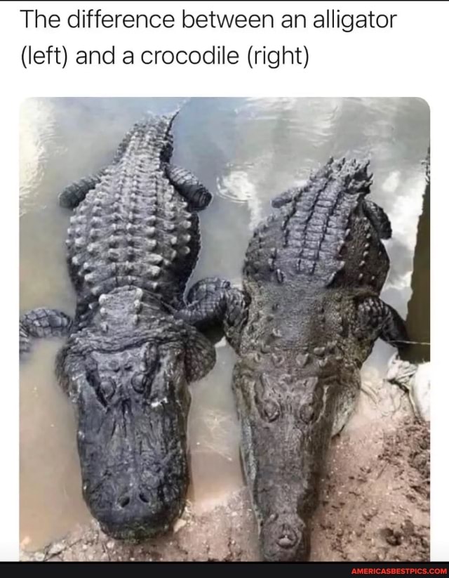 The difference between an alligator (left) and a crocodile (right ...