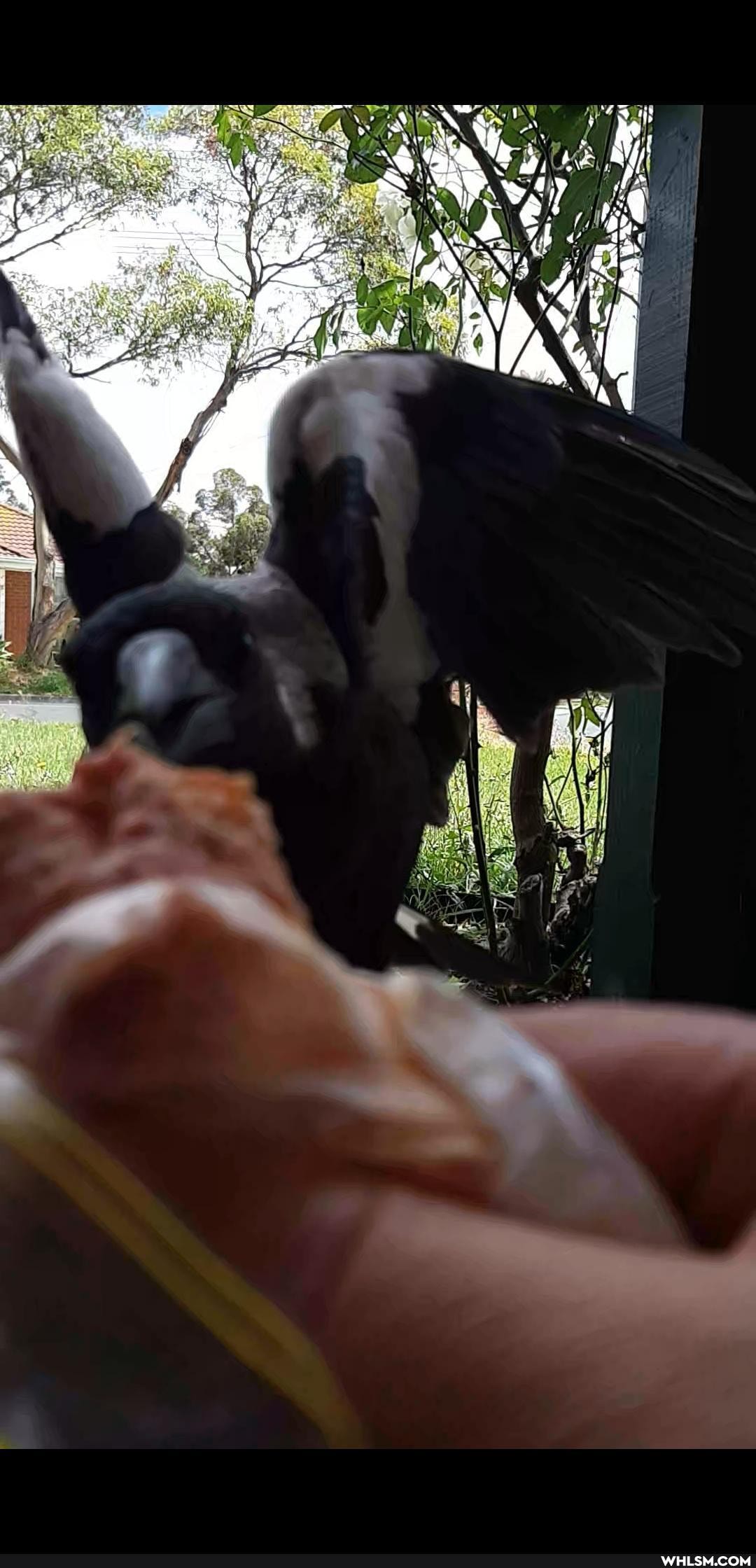 australia, birds, friend, magpie