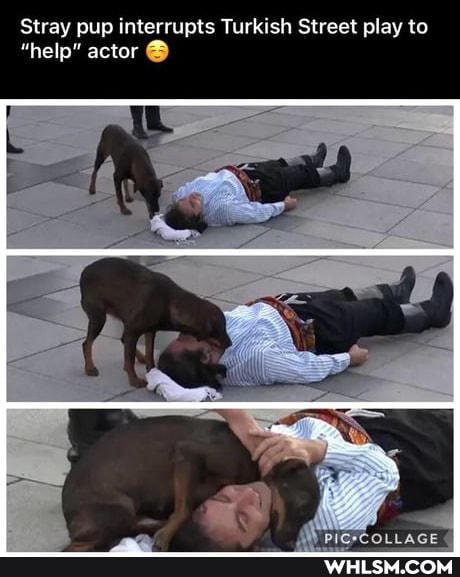 Stray pup interrupts Turkish Street play to
"help" actor