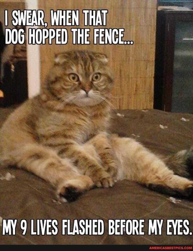 I SWEAR, WHEN THAT HOPPED THE FENCE...
AD,
MY 9 LIVES FLASHED BEFORE MY EYES.