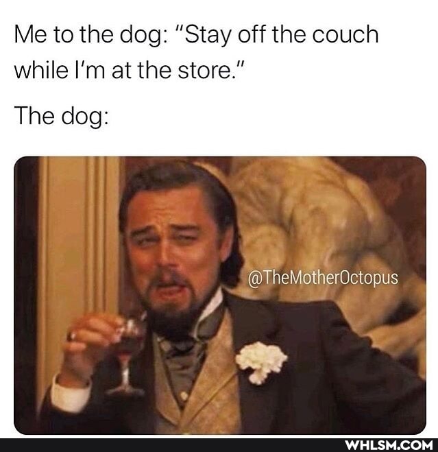Me to the dog: "Stay off the couch while I'm at the store."
@TheMotherOctopus
The dog: