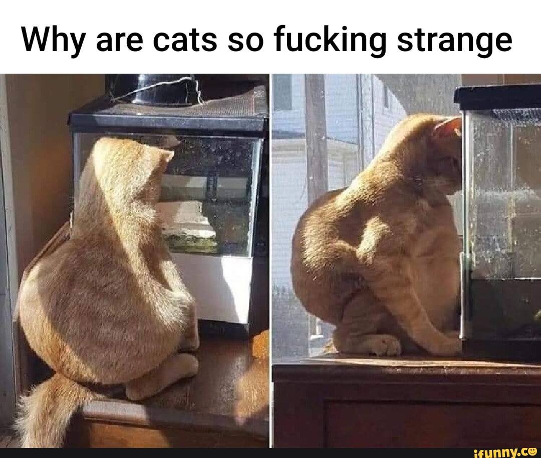 Why are cats so fucking strange iFunny