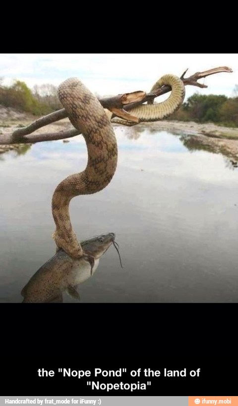 the "Nope Pond" of the land of
"Nopetopia" - the "Nope Pond" of the land of "Nopetopia"