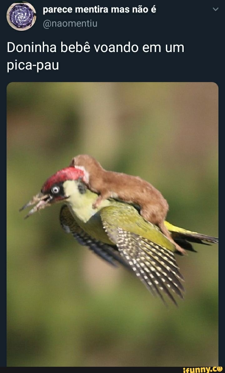 parece mentira mas não é
Doninha bebê voando em um pica-pau