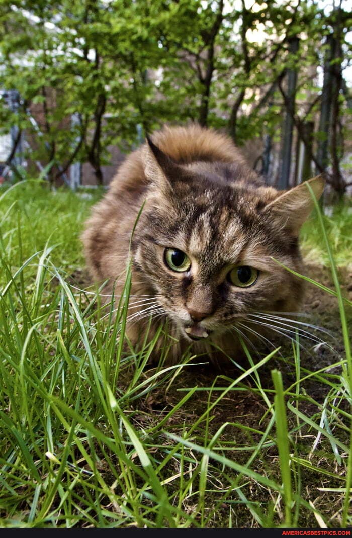 looking, grass, minute, like