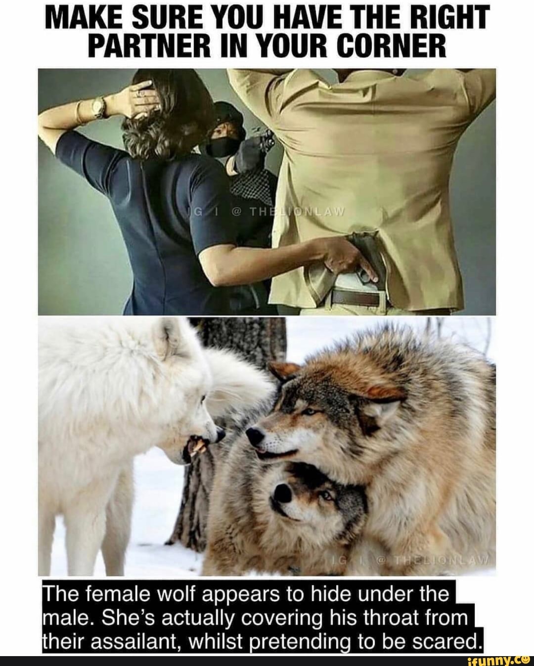 MAKE SURE YOU HAVE THE RIGHT
PARTNER IN YOUR CORNER
Sar
he female wolf
ao to hide under the
male. She's actually covering his throat from
heir assailant, whilst pretending to be scared.