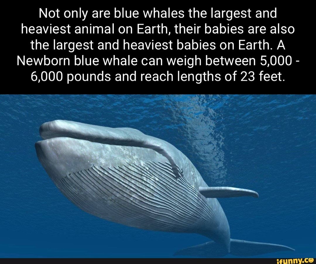 Not only are blue whales the largest and heaviest animal on Earth, their  babies are also