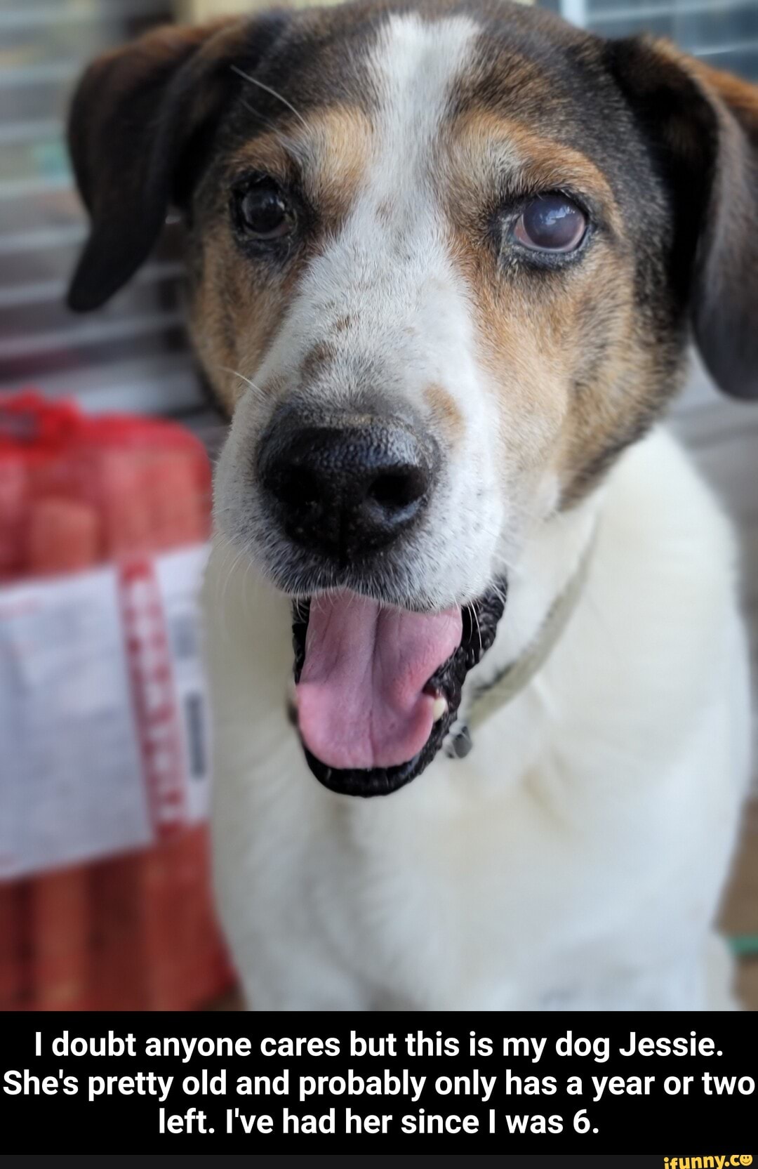 I doubt anyone cares but this is my dog Jessie.
She's pretty old and probably only has a year or two left. I've had her since I was 6. - I doubt anyone cares but this is my dog Jessie. She's pretty old and probably only has a year or two left. I've had her since I was 6.