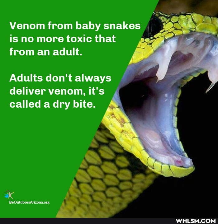 Venom from baby snakes is no more toxic that from an adult.
Adults don't always
deliver venom, it's called a dry bite.