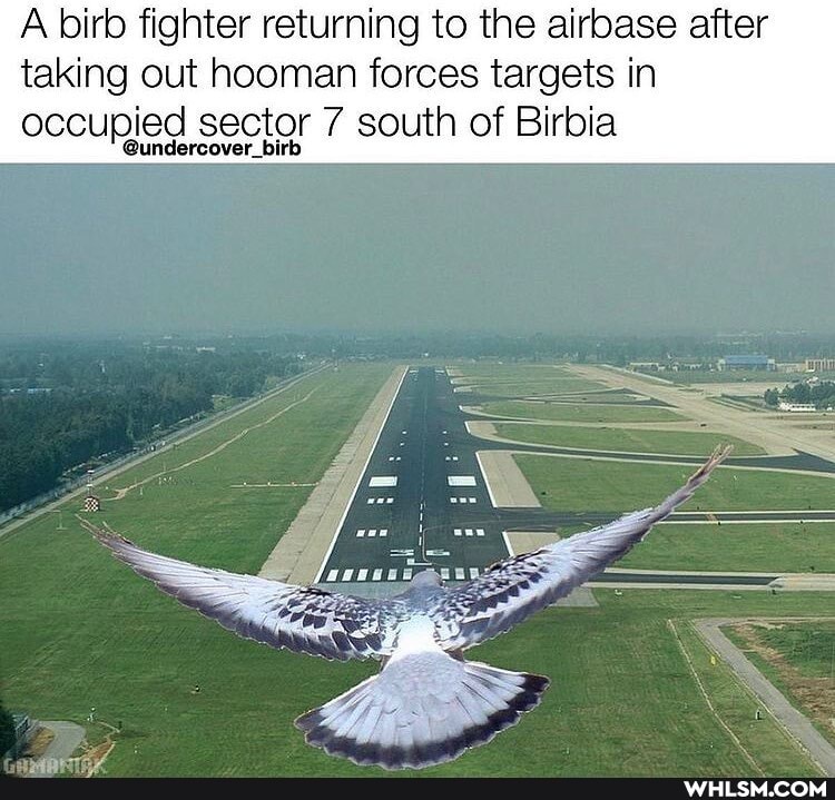 A bird fighter returning to the airbase after taking out hooman forces targets in occupied sector 7 south of Birbia