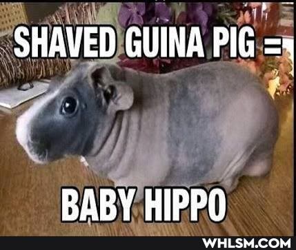 SHAVED GUINA PIG =5
BABY HIPPO