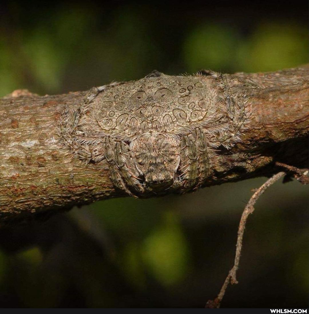 spider