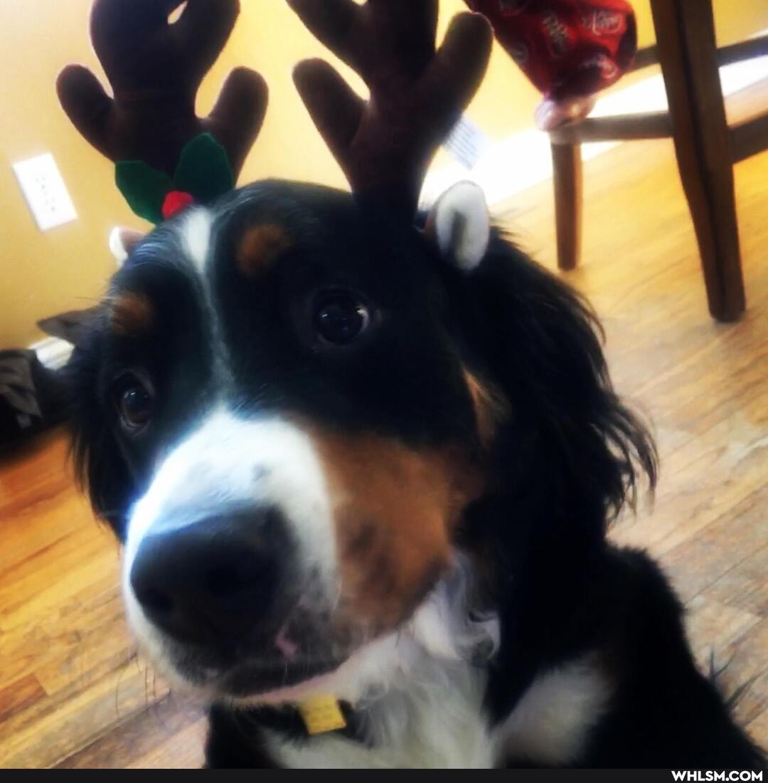 dog, aww, birthday, loveyourpets