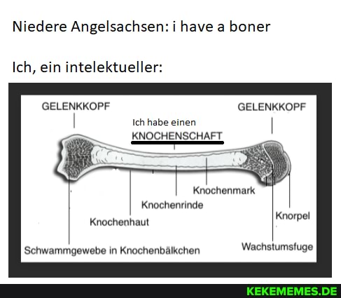 have aboner
Niedere Angelsachse: have boner
Ich, ein intelektueller:
GELENKKOPF GELENKKOPF Ich habe einen
KNOCHENSCHAFT,
Knochenmark
Knorpel
Knochenrinde
Schwammgewebe in Knochenbälkchen Wachstumsfuge