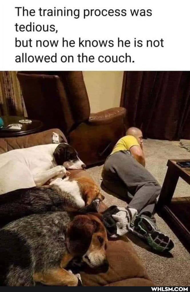 The training process was tedious,
but now he knows he is not allowed on the couch.