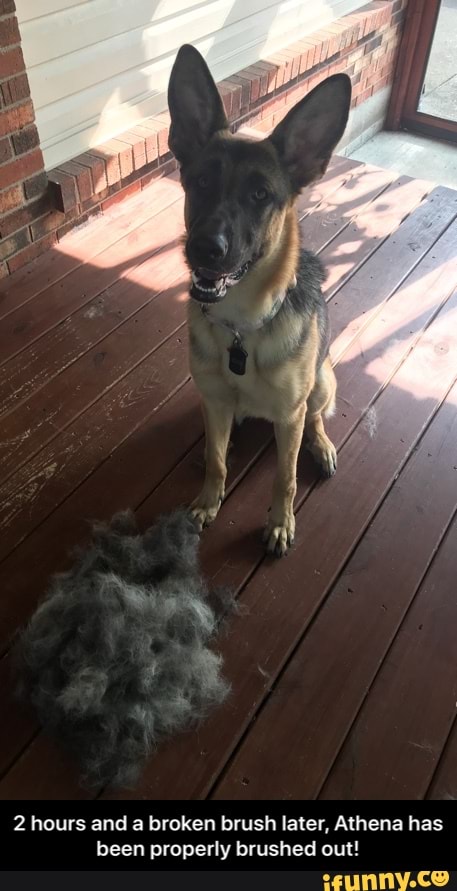 2 hours and a broken brush later, Athena has been properly brushed out! - 2 hours and a broken brush later, Athena has been properly brushed out!