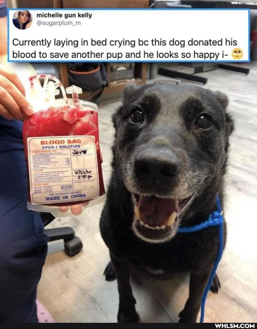 michelle gun kelly
Currently laying in bed crying bc this dog donated his
blood to save another pup and he looks so happy i-
BLOOD BAG
CPDA-1 SOLUTION