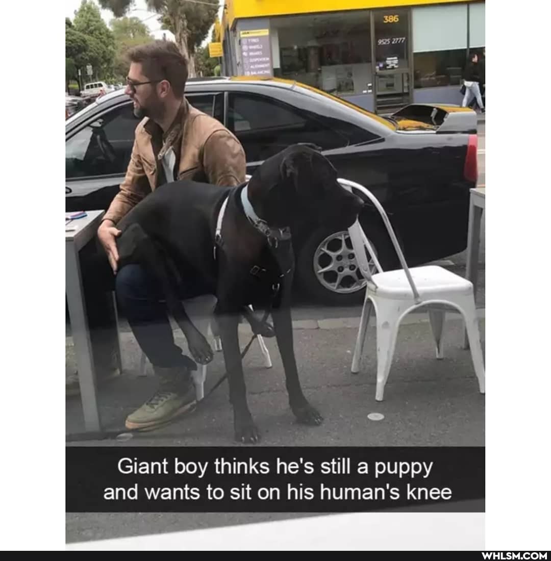PUPPY
and wants to sit on his human's knee
il
Giant boy thinks he's st puppy