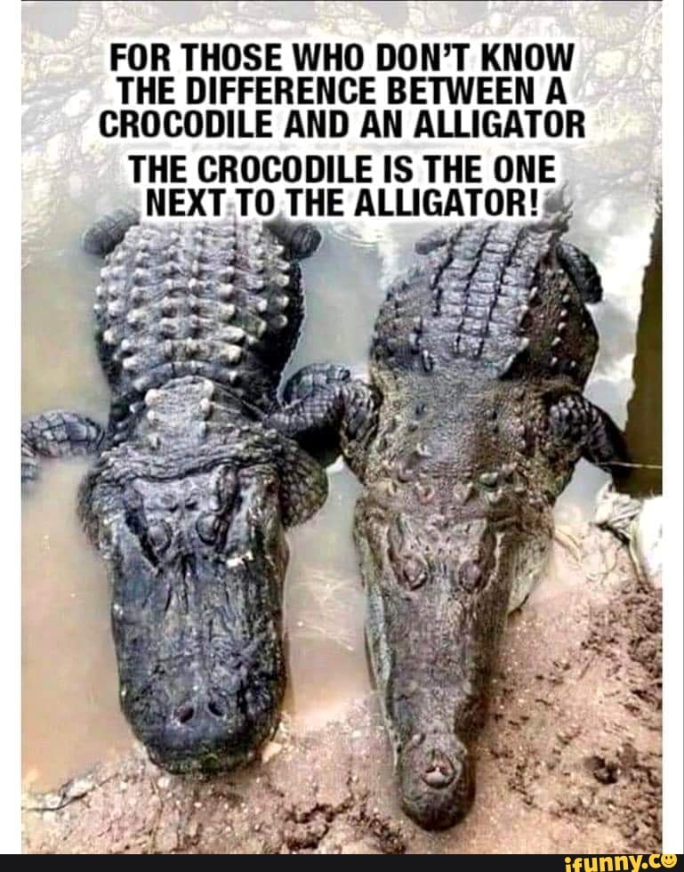 FOR THOSE WHO DON'T KNOW THE DIFFERENCE BETWEEN A CROCODILE AND AN ...