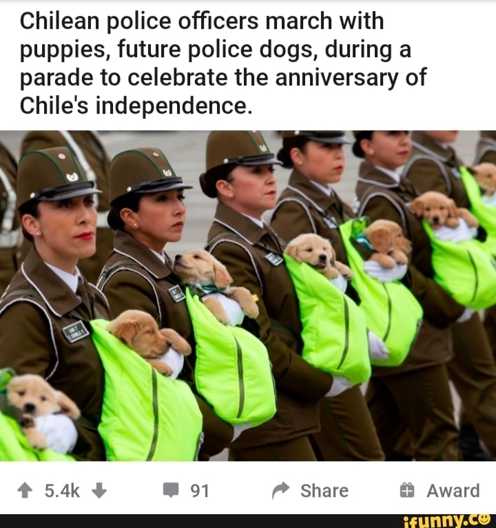 Chilean police officers march with
puppies, future police dogs, during a
parade to celebrate the anniversary of
Chile's independence.