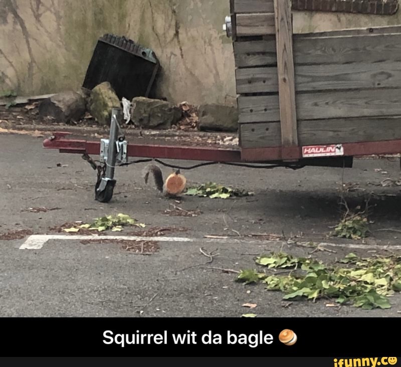 Squirrel wit da bagle - Squirrel wit da bagle 🥯