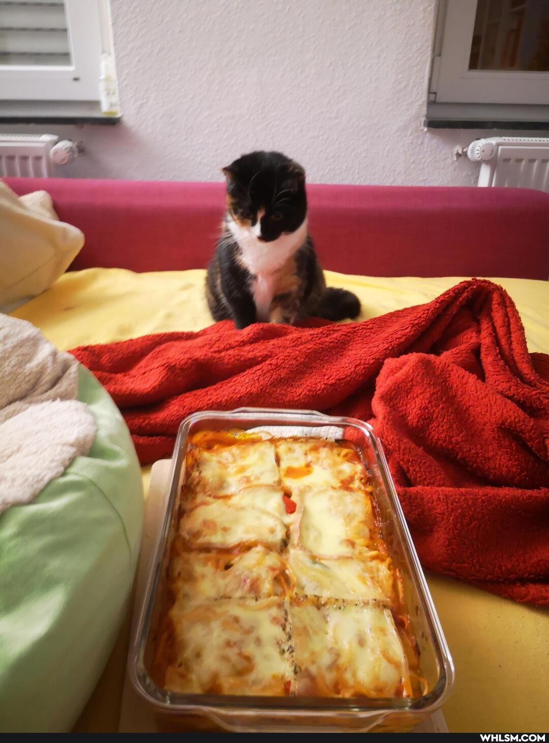 funny, cat, aww, loveyourpets