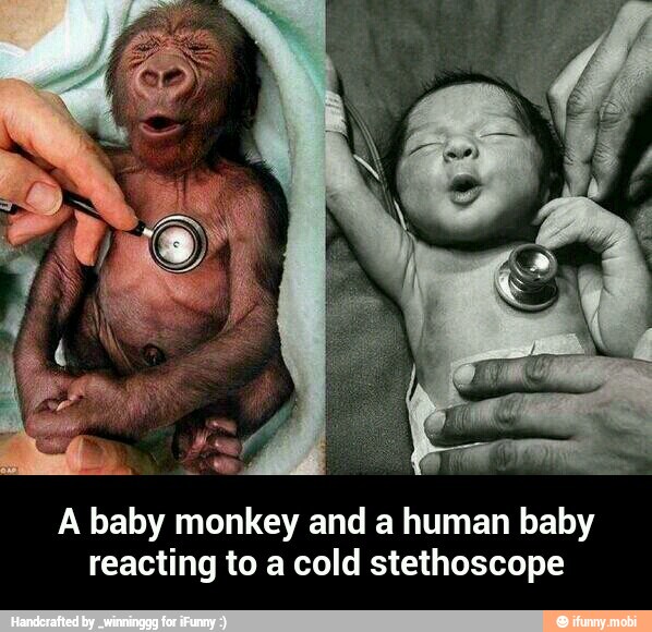 A baby monkey and a human baby
reacting to a cold stethoscope - A baby monkey and a human baby reacting to a cold stethoscope