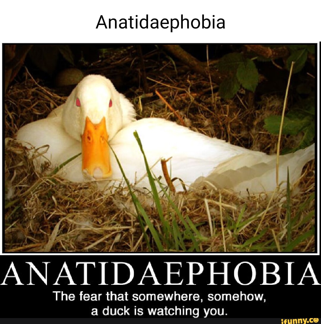 Anatidaephobia memes. Best Collection of funny Anatidaephobia pictures
