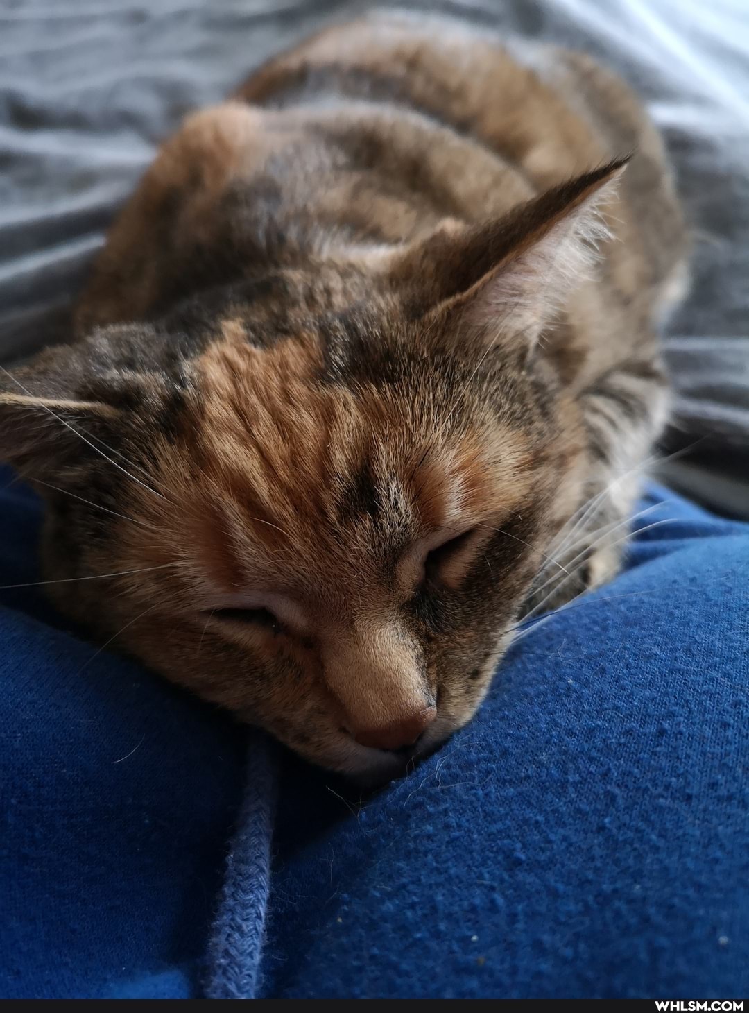 cat, newkitten, advice_animals