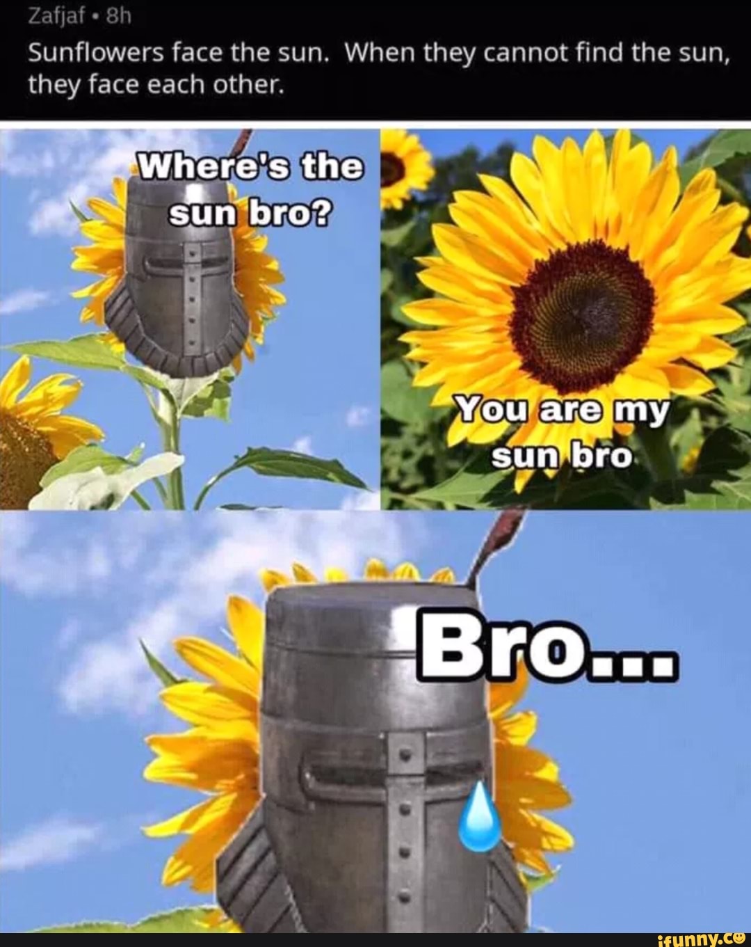 Zafiaf Sunflowers face the sun. When they cannot find the sun, they