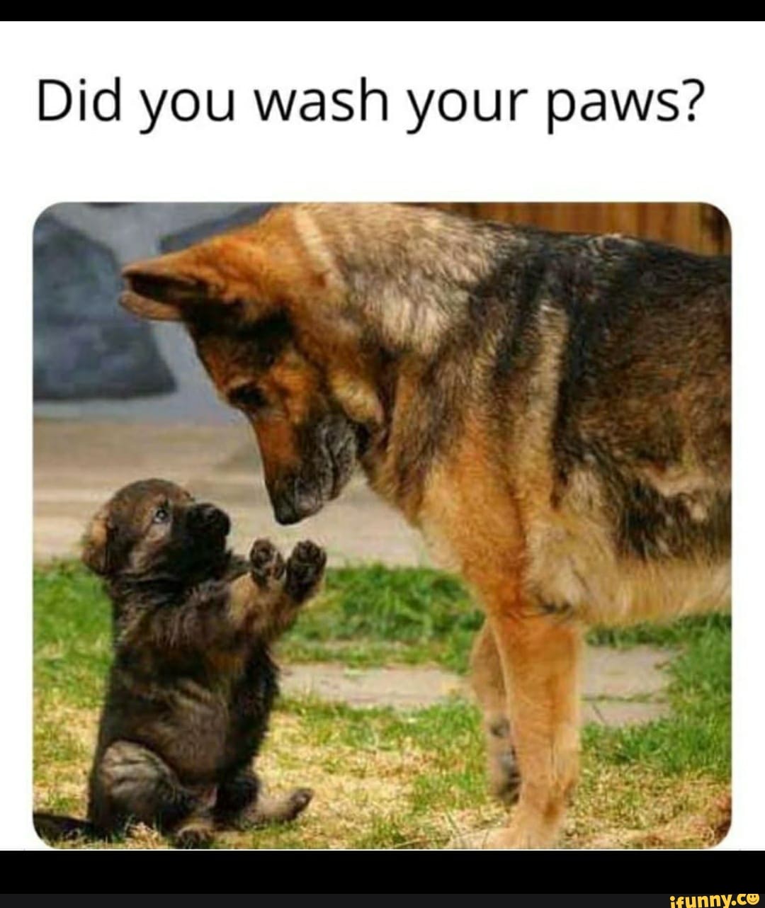 Did you wash your paws?