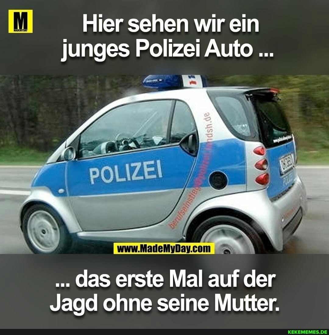 Hier sehen wir ein junges Polizei Auto
das erste Mal auf der
Jagd ohne seine Mutter.