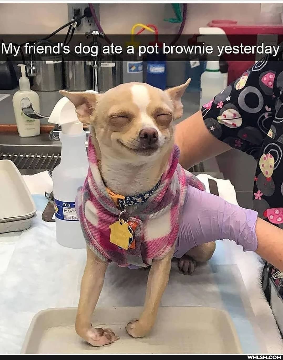 My friend's dog ate a pot brownie yesterday
PE