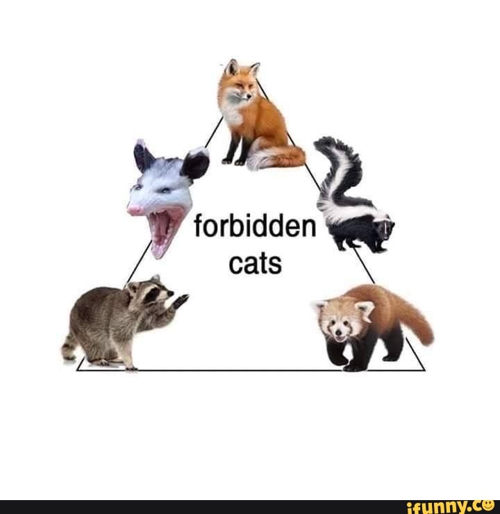 forbidden
cats
J /