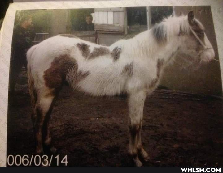 aww, pet_tax, transformation_tuesday