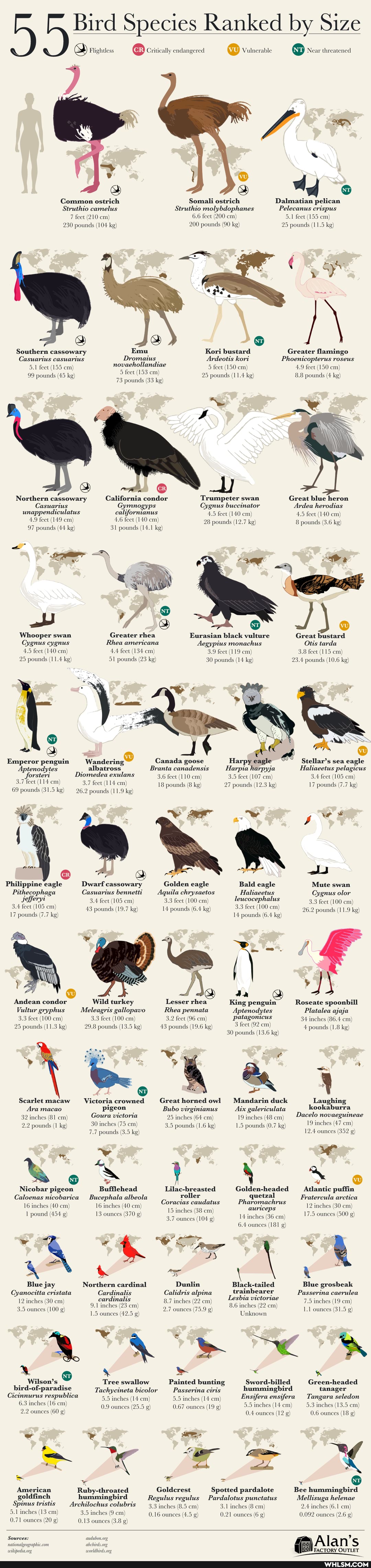 Bird Species Ranked by Size
@ Critically endangered
@ Vulnerable NT) Near threatened
Common ostrich Somali ostrich Dalmatian pelican
Struthio camelus Struthio molybdophanes Pelecanus crispus
6.6 feet (200 cm feet (155 cm)
7 fect (210 cm)
230 pounds (104 kg)
Southern cassowary
Emu
Casuarius casuarius Dromaius Ardeotis kori
5.1 feet (155 cm novaehollandiae
99 pounds (45 kg) of 153 cm
153 cm)
73 pounds (33 kg'
California condor
Gymnogyps californianus
4.6 feet (140 cm)
31 pounds (14.1 kg
Northern cassowary
Casuarius unappendiculatus
4.9 feet (149 cm
97 pounds (44 kg)
Whooper swan et eygnus (140 cm) et (140 cm)
2 (11-4 kg)
Greater rhea
Rhea americana
4.4 feet (134 cm)
51 pounds (23 kg
Emperor penguin Wandering Canada goose Harpy eagle sen eagle
Aptenodytes _ albatross Branta canadensi Harpia harpyja Haliaeetus pelagicus forsteri Diomedea exulans 3,6 fect (110 cm) 3.5 feet (107 cm)
18 pounds (8
3.7 feet (114 cm 3.7 feet (114
18 pounds (8 pounds (11.9 kg)
69 pounds (31.5 ke
pounds (11.9 kg)
Philippine eagle
Dwarf cassowary Golden eagle Bald eagle
3.3 feet (100 cm)
Pithecophaga Casuarius bennetti Aquila chrysaetos Haliaeetus Cygnus olor
3.4 feet (105 cm)
Jefferyi
3.4 feet (105 cm)
3.4 feet (105 cm) 43 pounds (19.7 kg)
17 pounds (7.7 kg)
3.3 feet (100 cm)
14 pounds (6.4 kg)
Andean condor Wild turkey Lesser rhea King penguin Roseate spoonbill
Vultur gryphus Meleagris gallopavo Rhea pennata Aptenodytes
3.3 feet (100 cm
3.2 feet (96 cm)
3.3 feet (100 cm)
3.3 feet (100 cm
3.2 feet (96 cm)
43 pounds (19.6 kg'
29.8 pounds (13.5 kg)
25 pounds (11.3 kg 43 pounds (19.6 kg'
Scarlet macaw
Ara macao
32 inches (81 em
2.2 pounds (1 kg
Victoria crowned pigeon
Goura victoria
30 inches (75 cm)
7.7 pounds (3.5 kg)
Great horned owl
Bubo virginianus
25 inches (64 cm)
3.5 pounds (1.6 kg'
Nicobar pigeon Bufflehead Lilac-breasted Golden-headed -Atlantic puffin
Caloenas nicobarica Bucephala albeola roller
16 inches (40 cm.
Coracias caudatus
15 inches (38 cm)
16 inches (40 16 inches (40 cm
13 ounces (370
1 pound (454 g
15 inches (38 cm)
3.7 ounces (104 g)
16 inches (40 em
13 ounces (370
200 pounds (90 kg'
Trumpeter swan
Cygnus buccinator
28 pounds (12.7
Eurasian black vulture
Aegypius monachus
3.9 feet (119 cm)
30 pounds ( kg)
"yo @
6.6 feet (200 cm 5.1 feet (155 cm)
25 pounds (11.5 kg)
Kori bustard
Ardeotis kori
5 feet (150 em)
25 pounds (11.4 kg)
Greater flamingo
Phoenicopterus roseus
4.9 feet (150 em)
8.8 pounds (4 kg)
Great blue heron
Ardea herodias
4.5 fect (140 cm)
8 pounds (3.6 kg)
4.5 feet (140 cm)
12.7 kg)
Great
Otis tarda
3.8 feet (115 cm
23.4 pounds (10.6 kg
Harpy eagle
Harpia harpyja
3.5 feet (107 cm)
27 pounds (12.3 kg
Stellar's sea eagle
Haliaeetus pelagicus
3.4 feet (105 cm)
17 pounds (7.7 kg)
Bald eagle Mute swan
Haliaeetus Cygnus olor
3.3 feet (100 cm) leucocephalus
3.3 feet (100 cm)
3.3 feet (100 cm 26.2 pounds (11.9 kg)
14 pounds (6.4 kg)
aa
King penguin Roseate spoonbill
34 inches (86.4 cm)
Aptenodytes Platalea ajaja patagonicus
34 inches (86.4 cm)
+ pounds (1.8 kg)
3 feet (92 cm
30 pounds (13.6 kg)
Mandarin duck Laughing
Aix galericulata kookaburra
19 inches (48 cm
1.5 pounds (0.7 kg)
Dacelo novaeguineae
19 inches (47 cm)
12.4 ounces (352 g)
Golden-headed Atlantic puffin quetzal Fratercula arctica
Pharomachrus auriceps 2 inches (30 cm)
14 inches (36 cm)
6.4 ounces (181
17.5 ounces (500 g
wr ~v & er a &
Blue jay cardinal Dunlin Black-tailed Blue grosbeak
Cyanocitta cristata Cardinalis Calidris alpina trainbearer Passerina caerulea
12 inches (30 em 9.1 inches (23 8.7 inches (22cm) Lesbia 8.6 victoriae inches (22 em 7.5 inches (19 em
9.1 inches (23 cm)
3.5 ounces (100 g)
7.5 inches (19 cm
8.6 inches (22 em
2.7 ounces (75.9 g)
1.5 ounces (42.5 g)
Unknown 1.1 ounces (31.5 g)
& \s
's Tree swallow bunting Painted Sword-billed Green-headed bird-of- Tachycineta bicolor Passerina ciris hummingbird tanager
Cicinnurus respublica 5.5 inches (14 cm 5.5 inches (14 cm Ensifera ensifera Tangara seledon
6.3 inches (16 cm 0.9 ounces (25.5 g 0.67 ounces (19 g) 5.5 inches (14 cm) 3.5 cm)
2.2 ounces (60 g) 0.4 ounces (12 0.6 ounces (18 g)
~e a
American hummingbird Goldcrest Spotted pardalote Pardalotus punctatus Bee hummingbird Mellisuga helenae goldfinch hummingbird Regulus regulus Pardalotus punctatus Mellisuga helenae
3.1 inches (8 cm 2.4 inches (6.1 cm
Spinus tristis Archilochus colubris 3,3 inches (8.5 cm)
3.5 inches (9 cm) ww
5.1 inches (13 cm)
0.71 ounces (20 g)
Sources:
3.5 inches (9 cm)
0.16 ounces (4.5 g)
0.13 ounces (3.8 g)
3.1 inches (8 cm 2.4 inches (6.1 cm
0.21 ounces (6 g) 0.092 ounces (2.6 g)
FACTORY OUTLET
FACTORY OUTLET