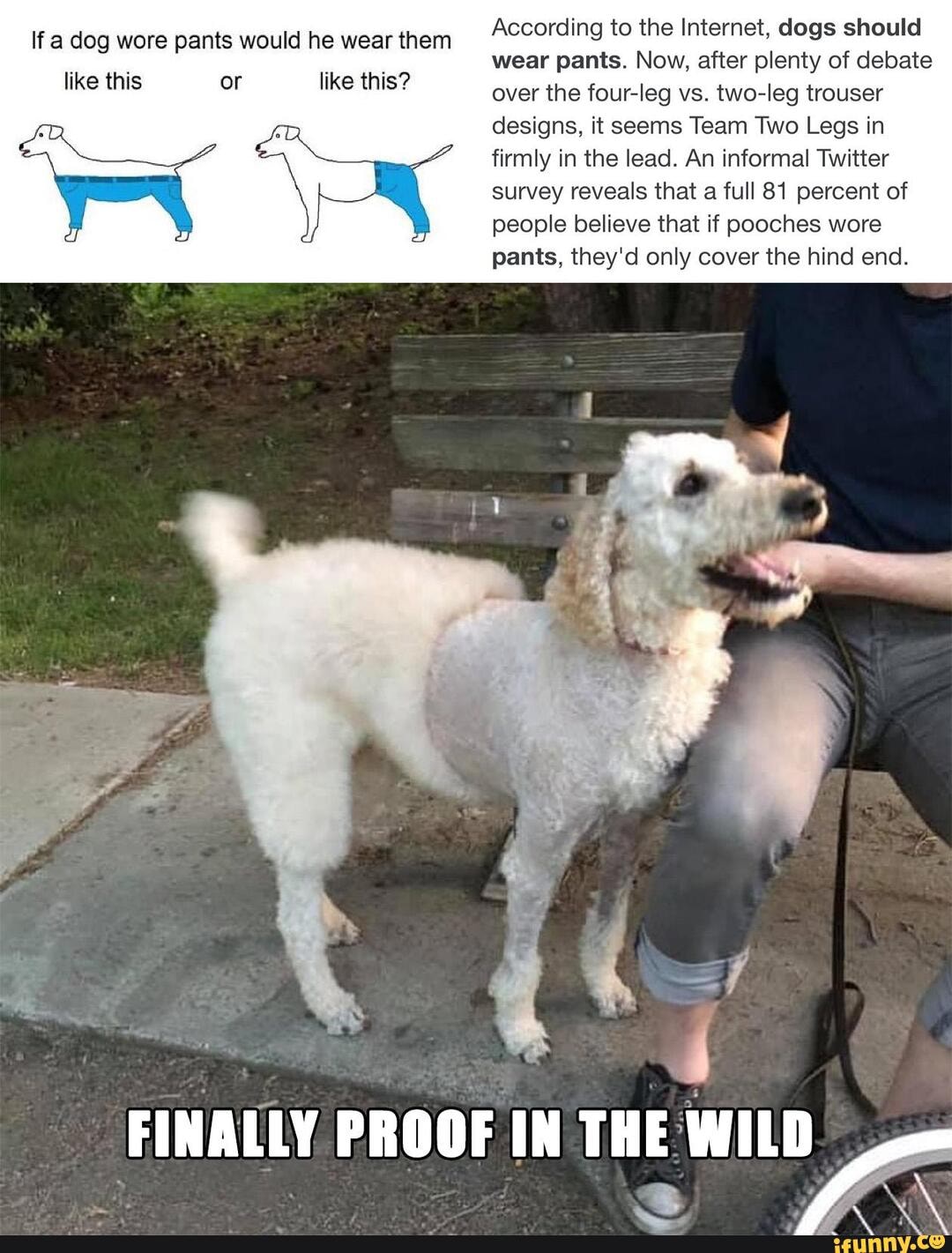 According to the dogs should wear pants. Now, after plenty of