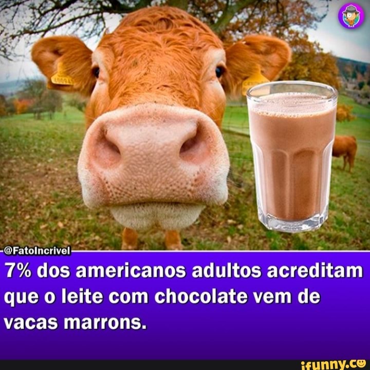 7% dos americanos adultos acreditam que o leite com chocolate vem de vacas marrons.