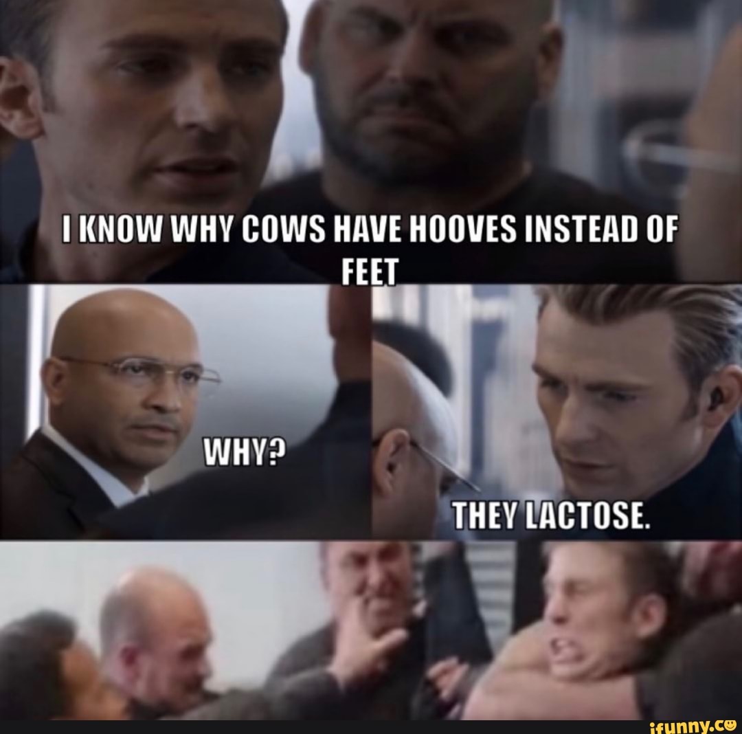KNOW WHY COWS HAVE HOOVES INSTEAD OF FEET WHY) THEY LACTOSE iFunny