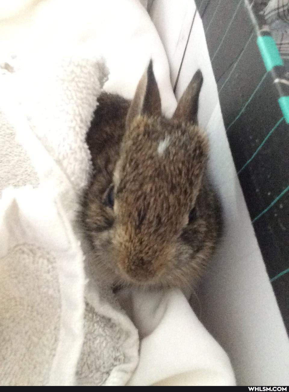 advice_animals, baby_animals, bunny, rabbit, veterinarian